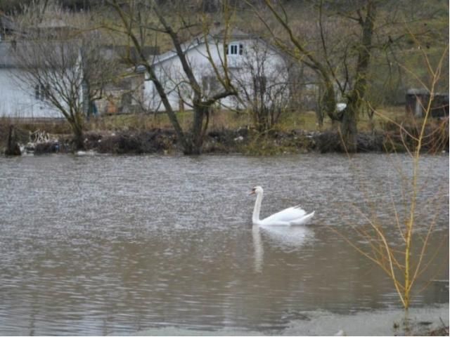 На Тернопольщине затопило три села (Фото) На Тернопольщине затопило три села (Фото)