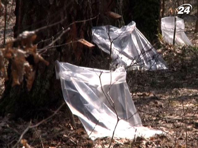 Господарства планують зібрати 1,1 тисяч тонн березового соку Господарства планують зібрати 1,1 тисяч тонн березового соку