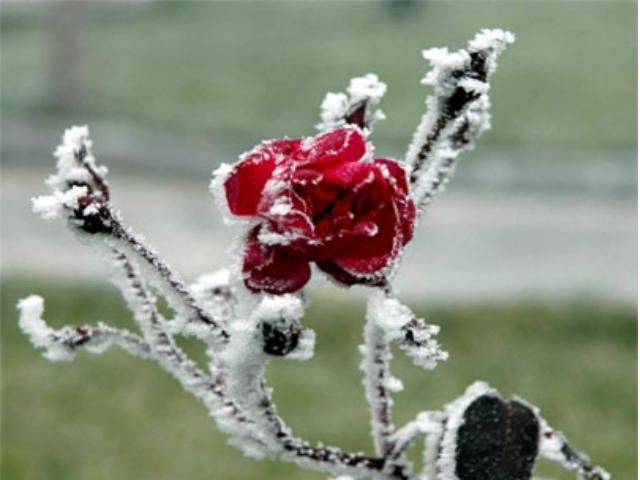 Синоптики попередили про заморозки Синоптики попередили про заморозки