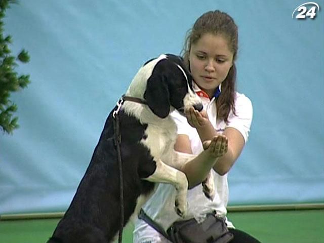 На Международную выставку собак приехали 180 пород со всего мира (Видео) На Международную выставку собак приехали 180 пород со всего мира (Видео)