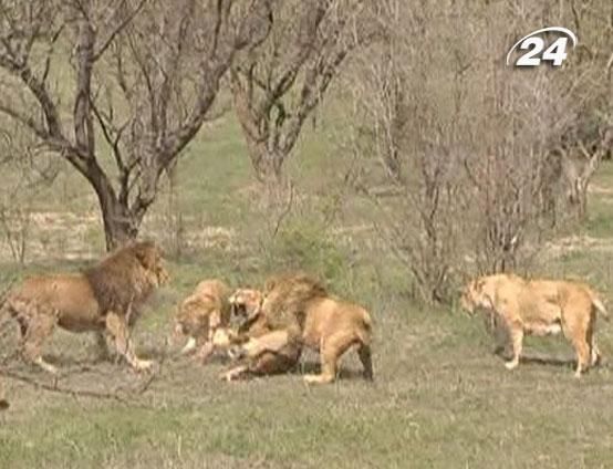 В крымский сафари-парк выпустили полсотни львов