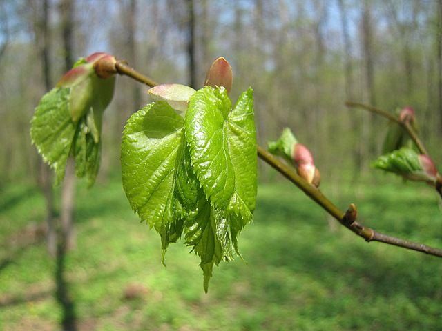 Кульбида: На майские праздники в Украине будет жарко Кульбида: На майские праздники в Украине будет жарко