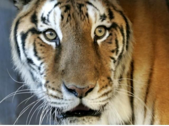 У США тигр втік під час циркової вистави (Відео) У США тигр втік під час циркової вистави (Відео)