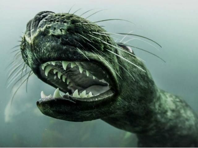 Привітні тюлені з островів Фарн (Фото) Привітні тюлені з островів Фарн (Фото)