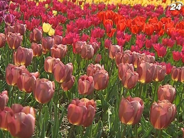 В Никитском ботаническом саду цветут тюльпаны