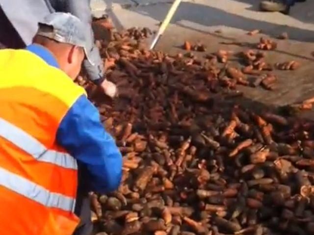 Губернатор Сумщини "тролить" Яценюка тоннами моркви (Відео)