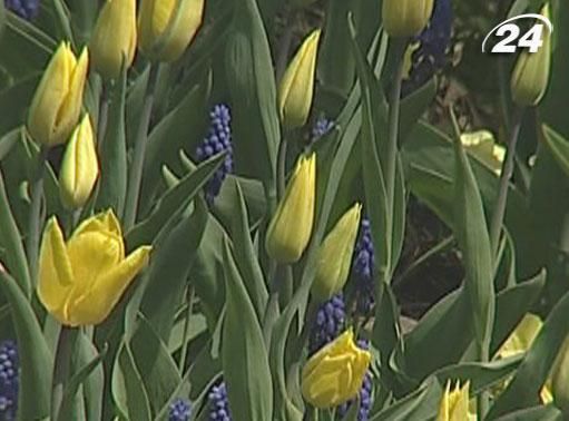 В Киеве создали композицию из 400 тысяч тюльпанов
