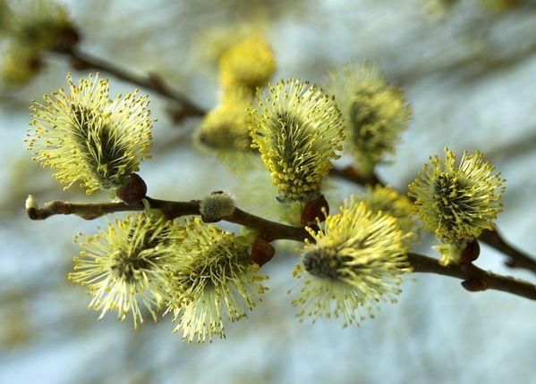 Християни східного обряду святкують Вербну неділю Християни східного обряду святкують Вербну неділю