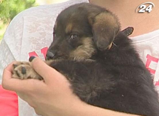 У Києві провели акцію, присвячену проблемі безпритульних собак