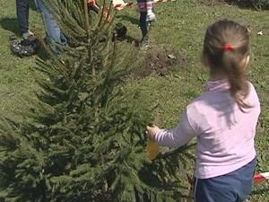 Сохранить жизнь елке Сохранить жизнь елке