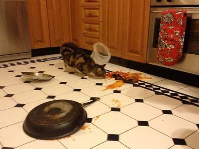 Проделки пушистых дебоширов (Фото) Проделки пушистых дебоширов (Фото)