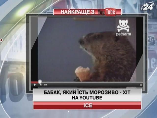 Зірка Youtube - бабак, який їсть морозиво