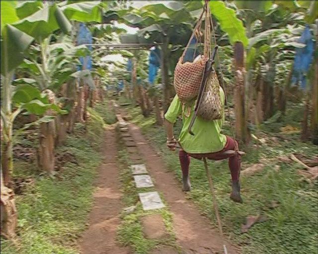 На банановых плантациях передвигаются на подвесных канатах (Видео)