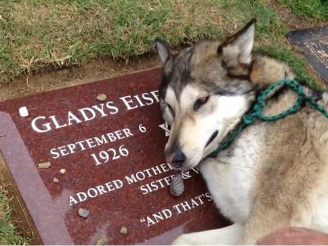 Домашний волк зарыдал на могиле бабушки своей хозяйки (Видео)