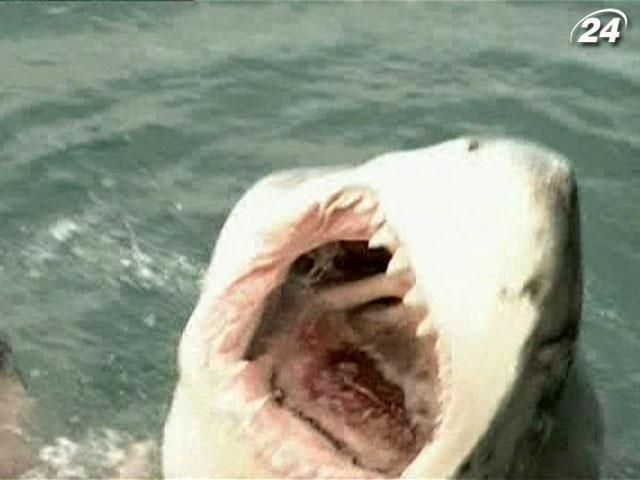 Исследование белых акул, или как не стать жертвой хищника (Видео)