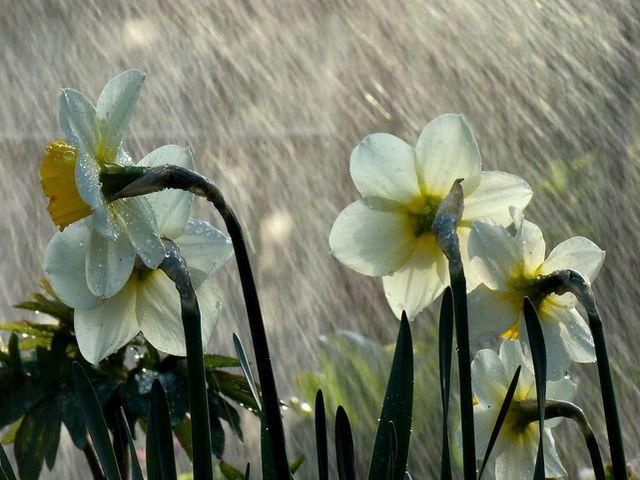 1 і 2 травня в Україні – дощ 1 і 2 травня в Україні – дощ