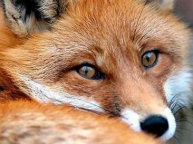 У Китаї під виглядом яловичини та баранини продавали м'ясо пацюків і лисиць У Китаї під виглядом яловичини та баранини продавали м'ясо пацюків і лисиць