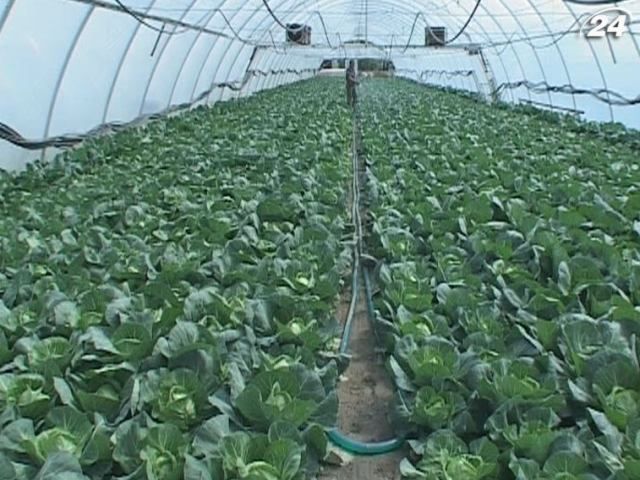 На Закарпатті збирають першу молоду капусту На Закарпатті збирають першу молоду капусту