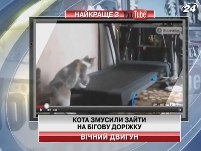 Кота заставили зайти на беговую дорожку (Видео)