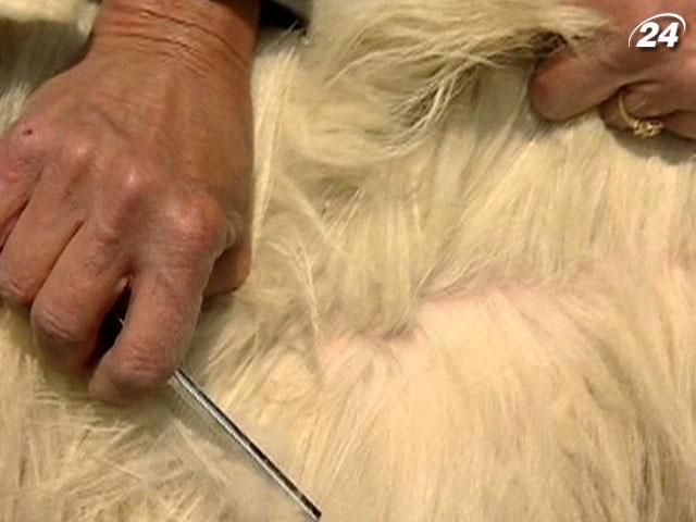 Как и из чего производят кашемир (Видео) Как и из чего производят кашемир (Видео)