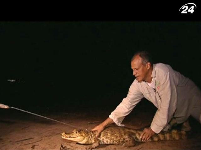 Доглядач за крокодилами - ангел-охоронець для вимираючих Оріноко