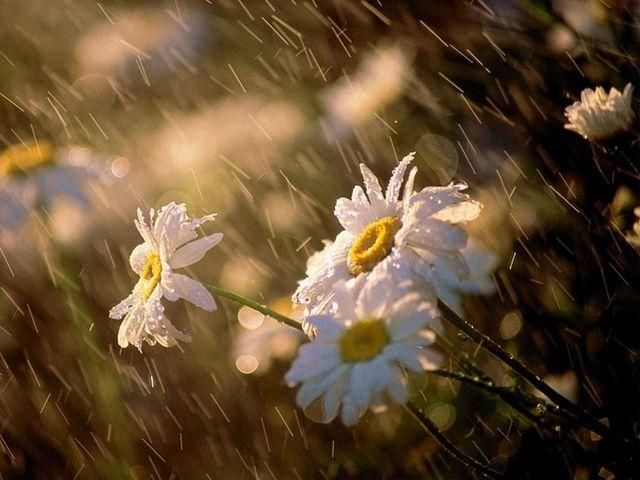 Сегодня в Украине - сухо, на Западе - грозы Сегодня в Украине - сухо, на Западе - грозы