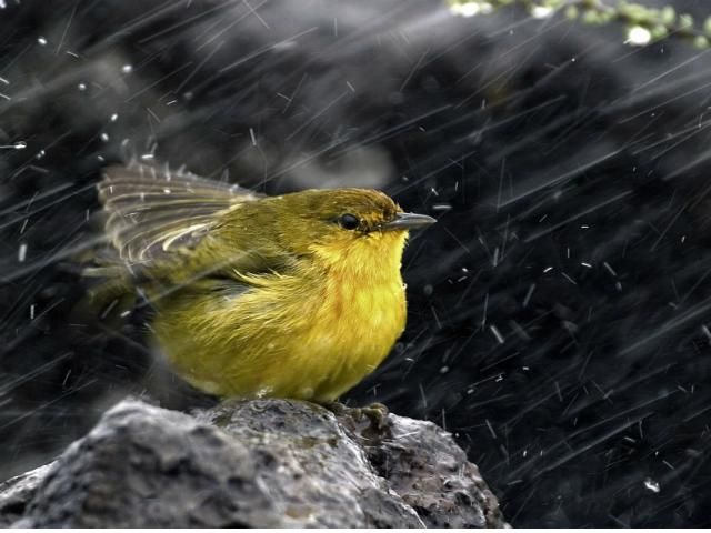 Со следующей недели в Украине ожидаются дожди Со следующей недели в Украине ожидаются дожди