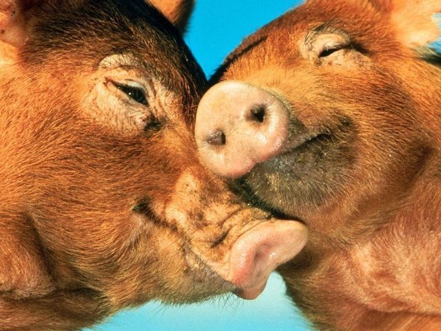 Україна заборонила ввіз свинини із Білорусі