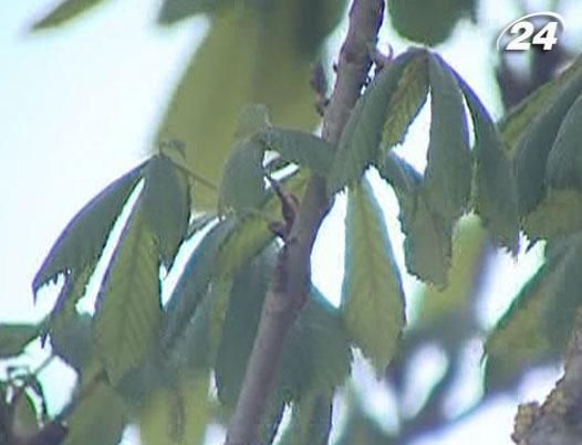 Ботаніки перевірять "родовід" київських каштанів Ботаніки перевірять "родовід" київських каштанів