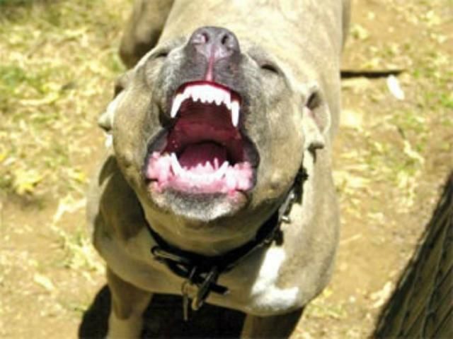 У США чотири собаки загризли жінку У США чотири собаки загризли жінку