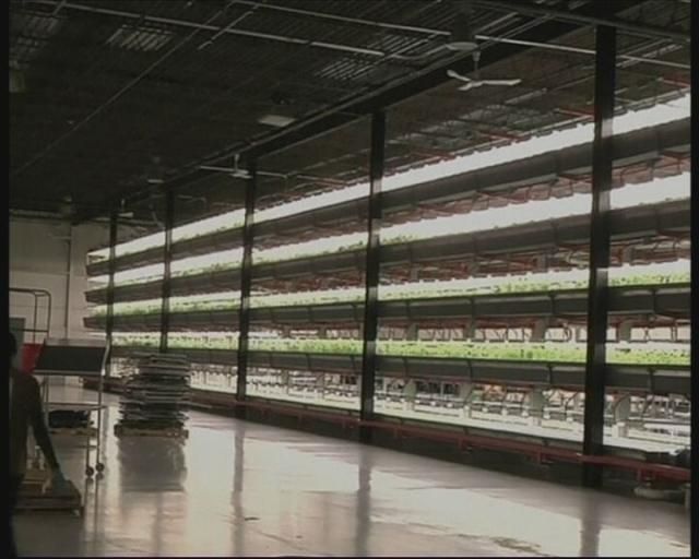 Как вырастить огородину без земельного участка (Видео) Как вырастить огородину без земельного участка (Видео)