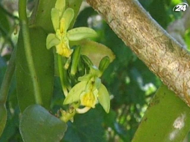 Стручки ванілі позначають мітками, щоб вберегти від злодіїв (Відео) Стручки ванілі позначають мітками, щоб вберегти від злодіїв (Відео)