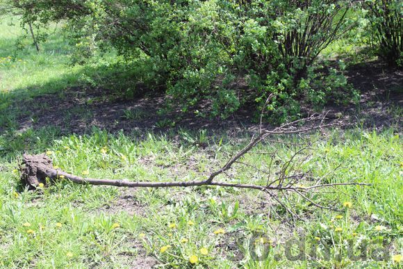 В Енакиево "погибло" дерево, которое посадил Янукович (Фото) В Енакиево "погибло" дерево, которое посадил Янукович (Фото)