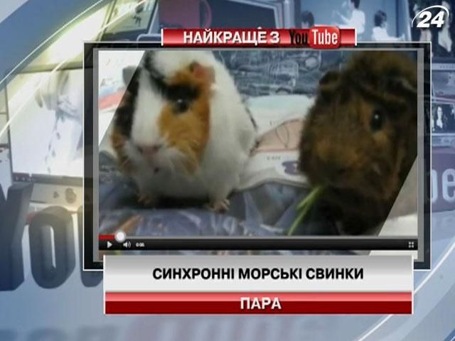 Морские свинки, которые умеют синхронно жевать (Видео)