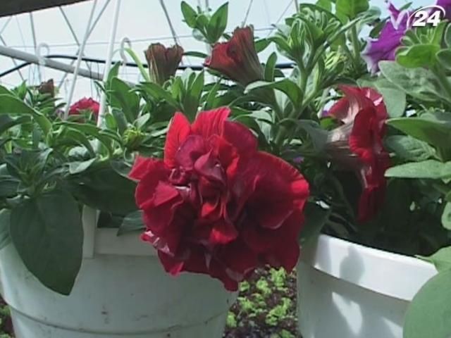На Закарпатті вирощують квіти для всієї України На Закарпатті вирощують квіти для всієї України