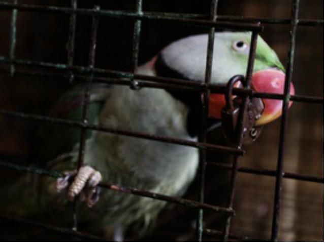 В днепропетровском церковном зоопарке сгорели десятки редких животных В днепропетровском церковном зоопарке сгорели десятки редких животных