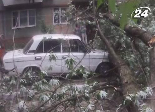 В Запорожье сломанная ветка травмировала человека