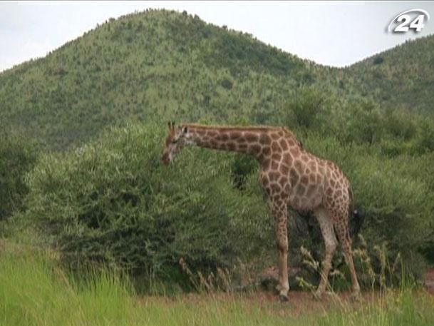 Подорож у Зімбабве: Національний заповідник Хванге (Відео) Подорож у Зімбабве: Національний заповідник Хванге (Відео)