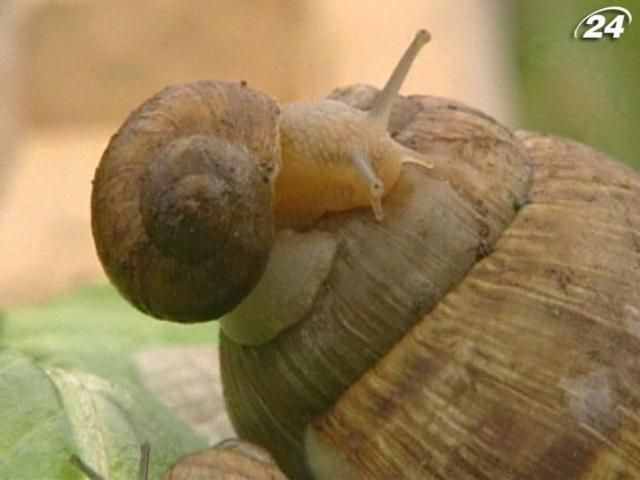 Як у равликів з’являється панцир (Відео) Як у равликів з’являється панцир (Відео)