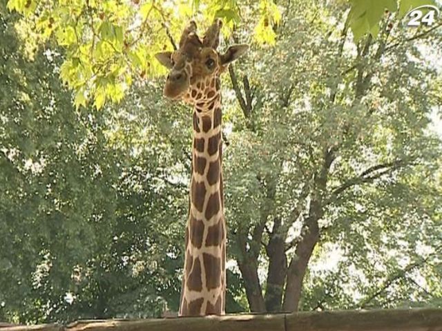 В столичном зоопарке празднуют День жирафа