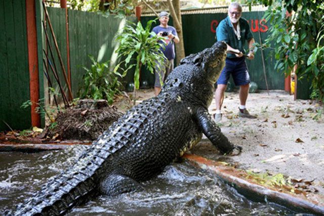 Австралійський крокодил відсвяткував 110-річчя
