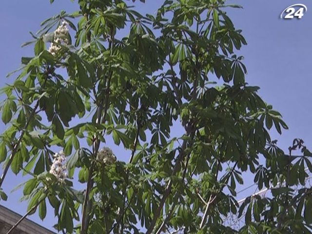 Из высаженных на Крещатике каштанов только 2 оказались "Бриотти" Из высаженных на Крещатике каштанов только 2 оказались "Бриотти"