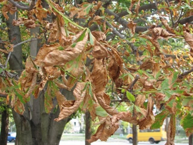 Депутати Київради хочуть комісію, яка займеться каштанами Депутати Київради хочуть комісію, яка займеться каштанами