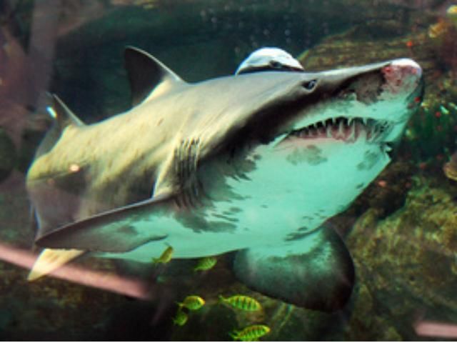 В столичном ТРЦ прибыла новая уникальная акула вместо погибшей рыбы (Фото)