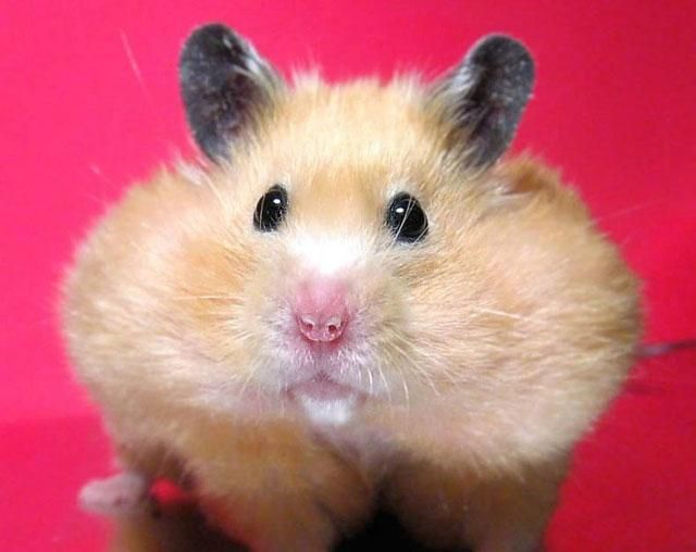 Москвичка взяла в заложники хомяка своих квартирантов Москвичка взяла в заложники хомяка своих квартирантов