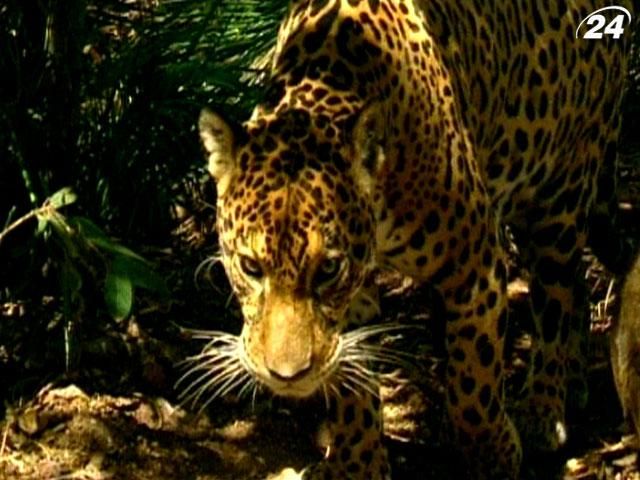 Исследование: ягуаров привлекает запах лосьона после бритья (Видео)