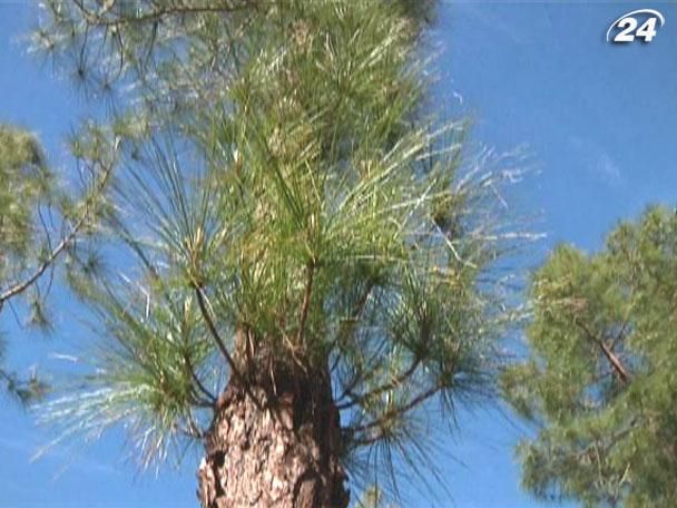 Гран-Канарія – острів з унікальним на весь світ деревом (Відео) Гран-Канарія – острів з унікальним на весь світ деревом (Відео)