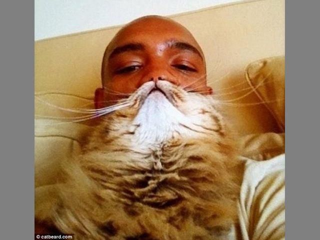 Інтернет сколихнула нова мода: молодь робить бороди з котів (Фото)