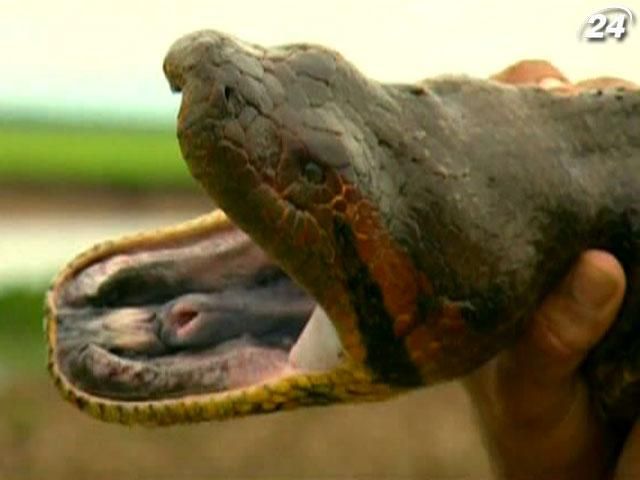 Проект "Анаконда" - таємниці найбільшої змії в світі (ВІДЕО)