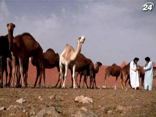 Марокканский Гулимим: земля одногорбых верблюдов (Видео)